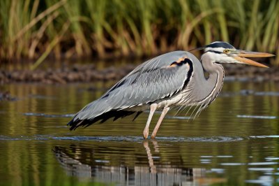 grey heron, bird, wading, pond, shallow water, wetland, wildlife, nature, animal, feathers, gray feathers, long neck, sharp beak, reflections, ripples, natural habitat, wild bird, outdoors, calm water, elegant, island