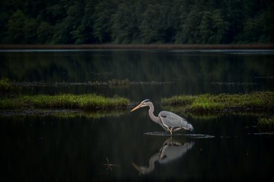 grey heron, bird, standing in water, pond, wetland, forest background, wildlife, nature, reflection, quiet, solitary, outdoors, peaceful, natural habitat, shadows, minimalism, solitary bird, atmospheric, water surface, quiet environment, peaceful landscape