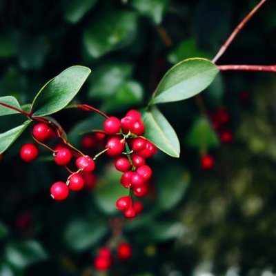 cotoneaster, red berries, leaves, nature, autumn, botany, beautiful wallpaper, free wallpaper, fruit, berry, 4k wallpaper, shrub, cool backgrounds, mac wallpaper, garden, hd wallpaper, ornamental plant, e-natural, small flower, laptop wallpaper, stems, deciduous, wallpaper 4k, detail, background, free background, red, wallpaper hd, macro, full hd wallpaper, desktop backgrounds, windows wallpaper, 4k wallpaper 1920x1080, wild fruit