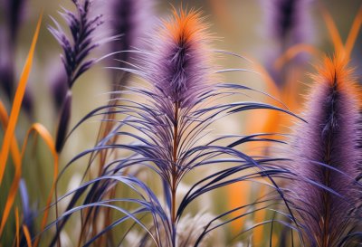 grass, purple, macro, bokeh, ornamental grass, garden, nature, pennisetum, plant, blooming, backlight, summer, fluffy, landscape, texture, season, autumn, design, attractive, focus