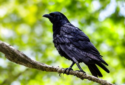 crow, hooded crow, avian, wildlife, background, tree branch, green leaves, calling, cawing, natural, grey, feathers, birdlife, corvid, open beak, animal, fauna, environment, nature, bird lover