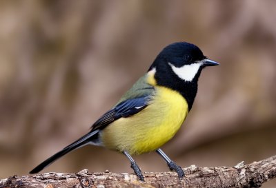 great tit, hd wallpaper, wallpaper hd, bird, wildlife, 4k wallpaper, songbird, beautiful nature, wallpaper 4k, titmouse, parus major, windows wallpaper, laptop wallpaper, full hd wallpaper, nature wallpaper, garden bird, small bird, cool backgrounds, perched, old wood, tree stump, mac wallpaper, free wallpaper, free background, avian, feathers, beak, beautiful wallpaper, cute, looking back, desktop backgrounds, nature, background, nature background, 4k wallpaper 1920x1080, wallpaper