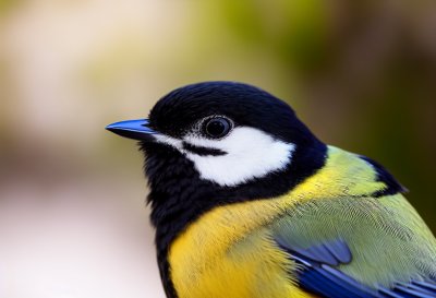 great tit, bird, songbird, macro, feathers, beak, eye, details, background, nature, blur, bokeh, profile, green, wildlife, parus major, detailed, small bird, garden bird