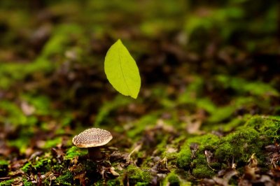 mushroom, moss, macro shot, forest, nature, autumn, ecosystem, forest floor, mycology, growing, natural beauty, small organism, ecological awareness, ecological habitat, forest ecosystem, forest flora, growing mushroom