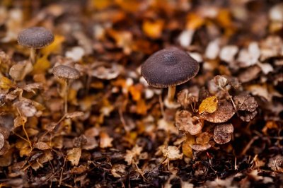 mushrooms, forest floor, autumn, natural beauty, mycology, macro, eco, forest ecosystem, small organisms, growth, brown foliage, nature, leaf, ecological balance, dry leaves, micro-ecosystem, botany, natural environment, science, nature balance, forest flora