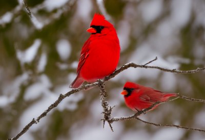 northern bird, winter landscape, red bird, cardinal, berry fruit, red berries, nature, winter, bird on branch, forest, wildlife, landscape, natural scene, natural beauty, outdoor, red and white contrast, botany, ornithology, environment, natural habitat