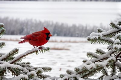 cardinal, winter, snow, tree, frozen lake, forest, outdoor, nature, bird, wilderness, winter landscape, winter scene, wildlife, sky, freshwater, magnification, sharp, scenery, branches, tranquility