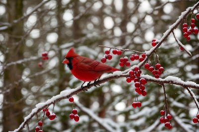 cardinal, winter, forest, red berries, transition, wilderness, snow, branches, winter scenery, nature, fauna, wildlife, natural environment, ecology, flora, red, vivid bird, bird feeding, cardinal in winter, green leaves