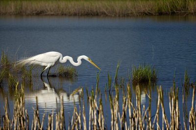 great egret, eastern great egret, egret, white, animal, wildlife, ornithology, long-necked, wader, wetland, lake, nature, feathers, beak, australia, bird, feeding, river, photography, heron, pale white, ardea alba modesta