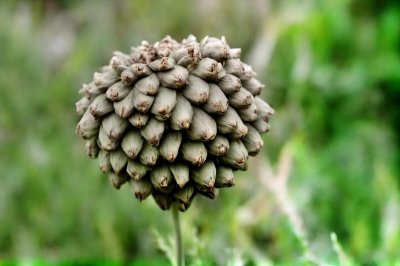 artichoke, dry flower, withered, texture, nature, plant, outdoors, dried flower, natural decoration, autumn color, decorative, autumn season, botany, brown, outdoor decor, garden, old plant, wrinkled, unique, rural, garden design