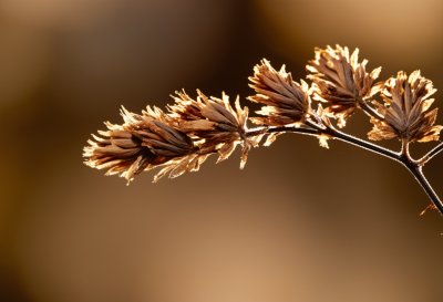 dried flowers, nature, detail, macro, black and brown, autumn, close-up, dry leaves, wilted, natural textures, natural color palette, texture, earthy tones, natural environment, inanimate nature, ochre, decay, season, nature art, tranquility