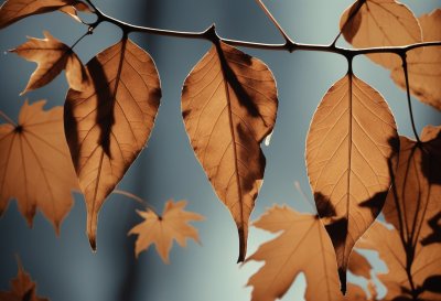 leaves, autumn, nature, dried, brown leaves, texture, aging, gravel, twig, macro, nature details, bokeh background, shades of brown, natural art, unusual, calm, garden, natural colors, blurred background, illuminated