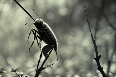 nature, animal, antenna, forest, insect, invertebrate, bug, decoration, macro, gray, detail, stem, wildlife, environment, grayish brown, wild, outdoors