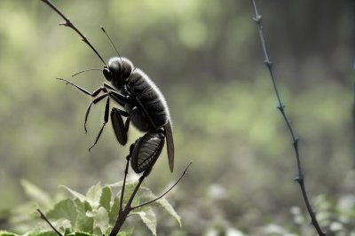 nature, animal, antenna, forest, insect, invertebrate, bug, decoration, macro, gray, detail, stem, wildlife, environment, grayish brown, wild, outdoors