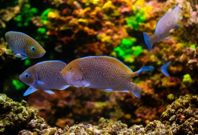 aquarium fish, colors, aquarium, nature, african cichlid, colorful, water, environment, ecosystem, gravelly, aquarium plants, underwater world, animals, fish fins, school of fish, aquarium decoration, black rock, water plants, beautiful fish