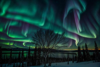 aurora, northern lights, night sky, tree, landscape, stars, starry sky, night landscape, nature, mountain, wilderness, outdoors, landscape photography, night photography, long exposure, dark sky, scenic, serene, dramatic sky, natural beauty