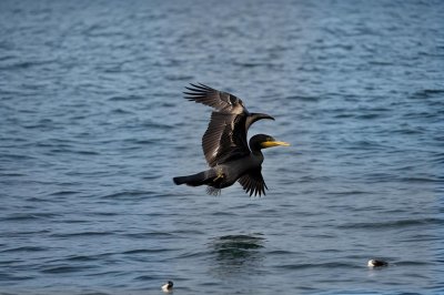 cormorant, bird, wildlife, nature, beak, birdwatching, feathers, lake, perched, blue, plumage, ornithological, waterbird, lookout, fisherman, solitary, hunting bird, pose, natural scenery