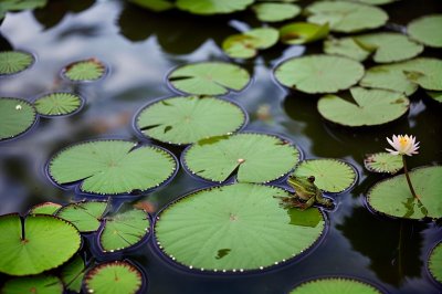 frog, water lily, pond, nature, leaf, green, aquatic, observation, ecosystem, wildlife, wetland, habitat, peaceful, reflection, amphibian, calm, froggy, mirroring, aquatic plant, pool