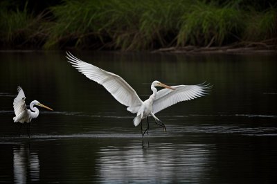egret, wings, river, water, flight, nature, bird, korean, hunting, fishing, white, calm, animal, wing, feather, wildlife, silence, ecosystem, photography