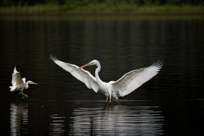 egret, bird, flight, wings, water, nature, animal, lake, wild, spread, graceful, white, hunt, reflection, echo, source, channel, mirror, glow, fishing