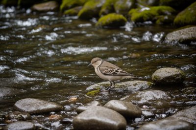 bird, stream, stones, feathers, nature, water, wagtail, environment, asian, calm, adventure, asian bird, sunset, peaceful setting, surroundings, rock, asian nature, wildlife, balance, frequency