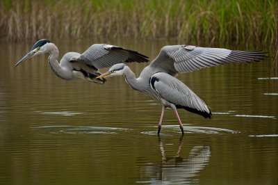 heron, bird, animal, aesthetic, wetland, korea, white, nature, reflection, water, brown, wing, feather, elegant, calm, soothing, wild, stand