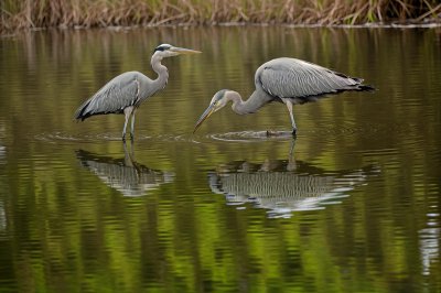 bird, heron, ecology, serenity, reflection, fishing, natural, environment, river, biology, hunting, wing, white, nature, feathered, wildlife, lake, natural habitat, calm, ornithology