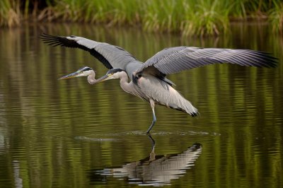 heron, bird, animal, river, feather, wing, reflection, nature, water, korea, snipe, lake, wilderness, ornithology, serenity, wildlife, hunter, purity