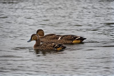 duck, waterfowl, wild duck, pair, nature, water surface, swimming, wildlife, feathers, spot-billed duck, fauna, wings, bathing, hunting, wild, puddle, lake, calm, water, ornithology, wild animal