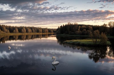 river, swan, sunset, sky, nature, trees, peaceful, reflection, low angle, green grass, calm water, hill view, afternoon, clouds, panorama, wildlife, countryside, water reflection, quiet, landscape, visual, evening