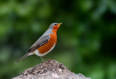 bird, robin, american robin, nature, wild, animals, pond, black, orange, gray, feathered, insect, worm, birdsong, ornithology, unique, sky, tree, rock, belly