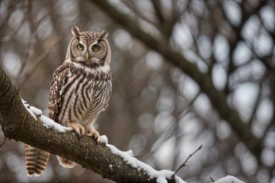 owl, bird, nature, wildlife, feathers, predator, ornithology, plumage, winter, snow, landscape, cold, frozen, forest, snow-covered, hunter, beauty, white, looking out