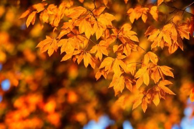 chestnut leaves, autumn, foliage, orange colors, nature, autumn mood, leaf veins, lighting, fallen leaves, warm colors, background, nature wallpaper, beauty of nature, seasonal change, autumn leaves, natural textures, artistic photography, natural atmosphere, leaf texture