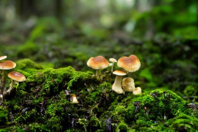 mushroom, moss, nature, forest, mycology, ecosystem, autumn, green, solitude, soil, moist, quiet, environment, details, light, organic, calm, fresh, natural beauty, plant