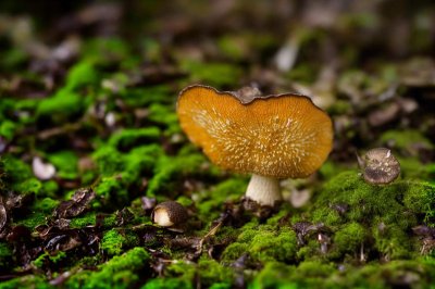mushroom, moss, forest floor, nature, mycology, autumn, forest ecosystem, biotope, environment, ecology, fern, soil, macro photography, bolete, natural environment, spores, symbiosis, wild nature, mushroom foraging, fragile, macro