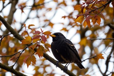 blackbird, branch, autumn leaves, song, nature, songbird, animal, birdwatching, wildlife, autumn mood, bird sounds, color, ecosystem, black bird, tree, ornithology, detail, animal sounds, natural environment