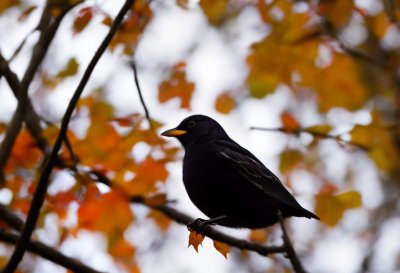 blackbird, branch, autumn leaves, song, nature, songbird, animal, birdwatching, wildlife, autumn mood, bird sounds, color, ecosystem, black bird, tree, ornithology, detail, animal sounds, natural environment