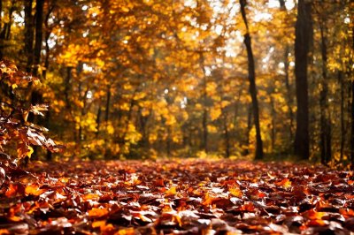 autumn, leaves, falling leaves, forest, nature, golden hour, sunlight, trees, landscape, path, autumn scenery, colorful leaves, ambiance, autumn forest, light and shadow, tranquility, nature walk, autumn afternoon, ochre color, autumn travel