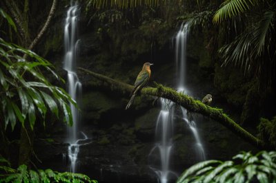 forest, tropical, bird, camouflage, plumage, wild, waterfall, photograph, natural, peaceful, nature, green, wetland, fauna, biotope, climate, predators, animal, observation, faunal richness