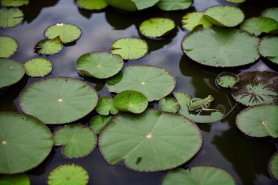 frog, water lily, pond, leaves, water surface, green color, nature, biodiversity, amphibian, aquatic plants, calm surface, lotus pond, natural world, water habitat, water biodiversity, moss, water ecosystem, ripples on pond, serene environment