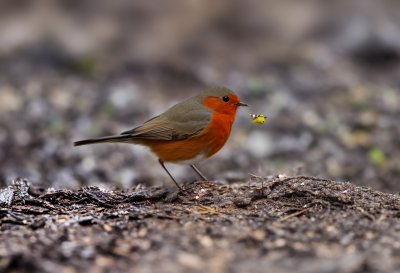 bird, robin, insect, worm, nature, wildlife, foraging, brown, orange, close-up, ground, food search, feather, food, outdoors, prey, hunting instinct, hunting, detail
