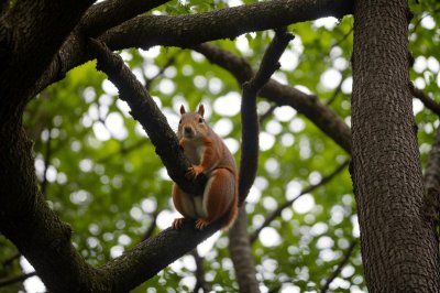 squirrel, tree, nature, wildlife, rodent, mammal, wild, bark, branch, leaves, cute, canopy, forest tree, observation, fauna, forest, green, summer, ecosystem, fresh, peaceful