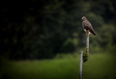 buzzard, bird of prey, nature, wildlife, fence post, evening light, forest, green background, bokeh, bird, europe, wooden post, perched bird, raptor, germany, shot, free-flying, harrier, predator