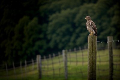 buzzard, bird of prey, nature, wildlife, fence post, evening light, forest, green background, bokeh, bird, europe, wooden post, perched bird, raptor, germany, shot, free-flying, harrier, predator