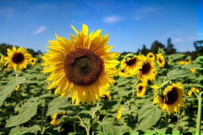 sunflowers, nature, blue sky, field, flower, summer day, natural beauty, cultivation, summer flower, flowering plant, fresh flora, flower color, meadow, horizon, summer season, outdoors, row of sunflowers, beautiful garden, green foliage, natural harmony