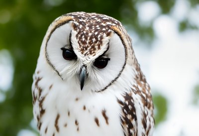 owl, bird, fauna, nature, wildlife, ornithology, heart-faced owl, feathers, cute, tree leaf, birdwatching, raptor, white, camouflage, animal, beautiful, close-up, day, outdoor