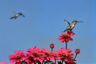 hummingbird, zinnia, flower, sky, insect, macrophotography, wings, nature, color, flying, clear sky, sunny, insect on flower, summer scene, wildflower, red flower, day, natural beauty, spring