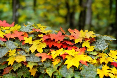 autumn, leaves, colorful, full hd wallpaper, wallpaper hd, hd wallpaper, maple, 4k wallpaper 1920x1080, tree, mac wallpaper, forest, free background, desktop backgrounds, autumn foliage, nature, moss, cool backgrounds, woodland, season, ground, beauty, background, windows wallpaper, beautiful wallpaper, november, ecological, balance, wallpaper 4k, laptop wallpaper, winter preparation, terrain, free wallpaper, trunk, 4k wallpaper, ecosystem, longing