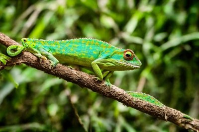 chameleon, lizard, reptile, branch, color change, green, camouflage, eyes, tail, skin, pattern, tropical, exotic, hunting, insect, jungle, alert, ecosystem, nature, wild, habitat