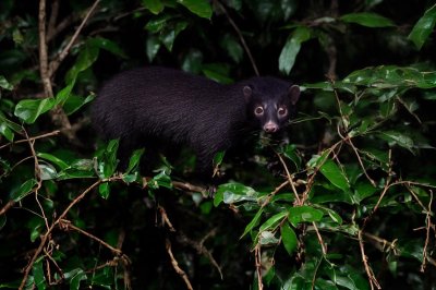 civet, palm civet, coffee, nature, berry, night, nocturnal, tree, branch, spotted, agriculture, fruit, jungle, wildlife, forest, complexity, ecosystem, nightlife, natural, hunting, biodiversity
